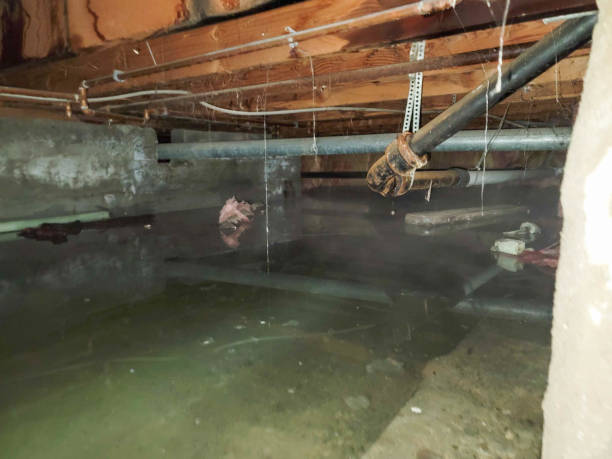 Best Water damage cleanup near me  in Vancleave, MS