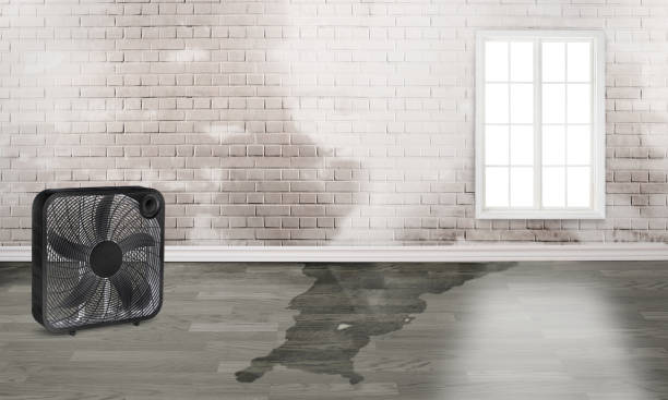 Best Flood damage cleanup  in Vancleave, MS